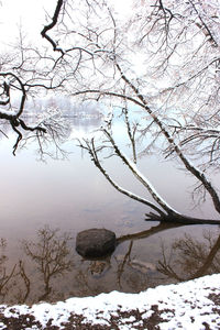 Close-up of tree branches over lake