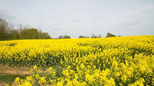 Scenic view of oilseed rape field against sky