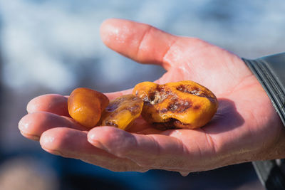 Amber catching in the baltic sea. pieces of amber in the hand of an amber catcher or fisherman