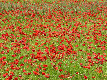 Full frame shot of red flowers