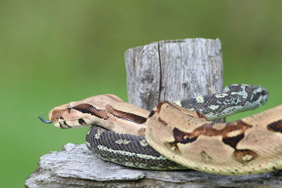 Close-up of lizard on wood