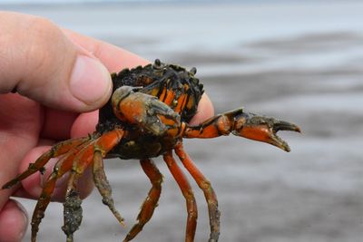 Close-up of hand holding a crab