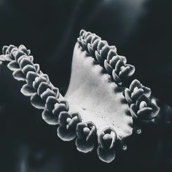 Close up of plant against blurred background