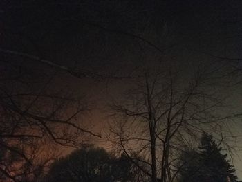 Low angle view of bare trees against sky at night