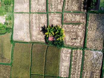 High angle view of plants against wall