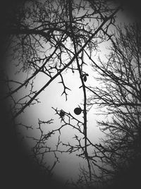 Low angle view of bare trees against sky