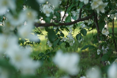 Close-up of flowers growing on tree