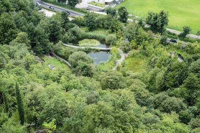 High angle view of trees by plants