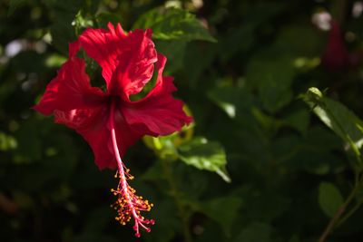 Close-up of red hibiscus flower