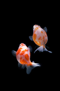 Close-up of fish swimming in sea