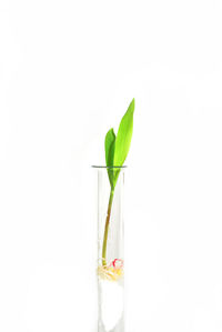 Close-up of small plant over white background