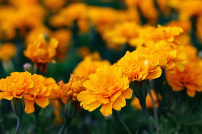 Close-up of yellow marigold flowers