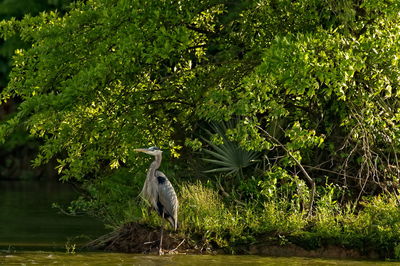 Gray heron perching on a tree