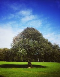 Trees against sky