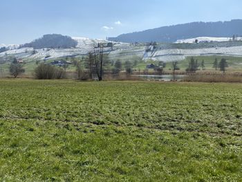 Scenic view of field against sky