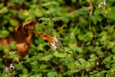 Close-up of butterfly on plant