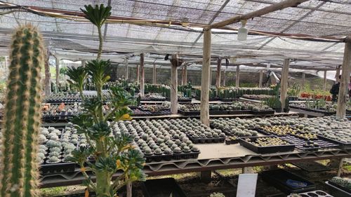 High angle view of plants in greenhouse