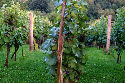 Close-up of grapes in vineyard