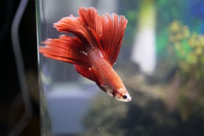 Close-up of fish swimming in aquarium