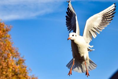 Low angle view of birds flying against blue sky