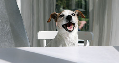 Happy jack russell terrier dog sitting at table