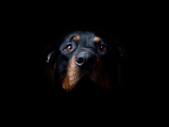 Portrait of dog over black background