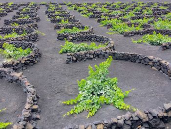 High angle view of plants growing in farm