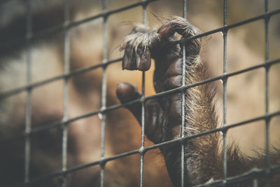Cropped image of monkey in cage