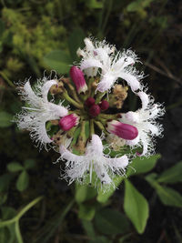 Close-up of pink flowers