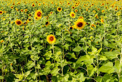 Close-up of sunflowers on field