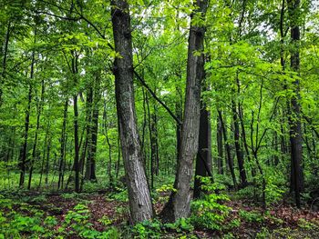 Trees in forest