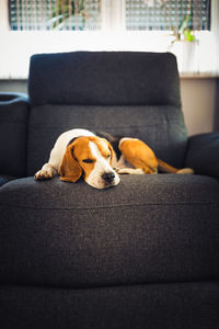 Dog relaxing on sofa at home