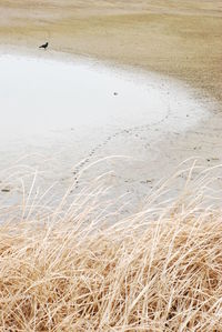 High angle view of sandy beach