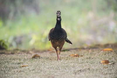 Close-up of bird perching on field