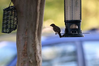 Close-up of bird perching on wooden post