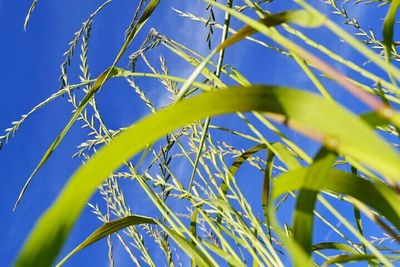 Low angle view of plant against blue sky