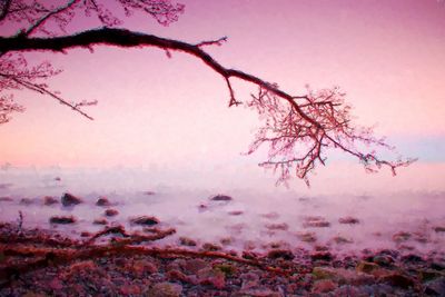 View of pink cherry blossom during sunset