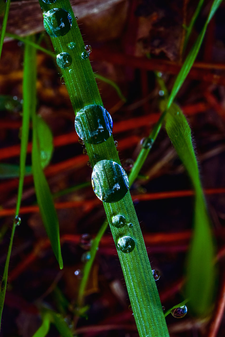 CLOSE-UP OF WATER DROPS ON GRASS