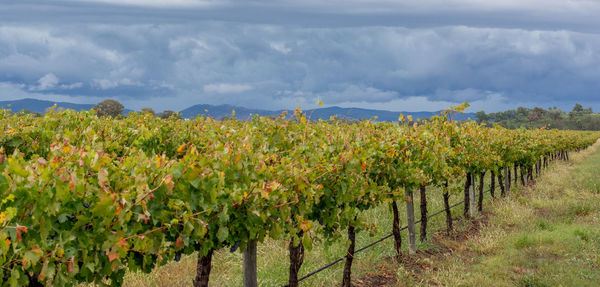 View of vineyard against cloudy sky