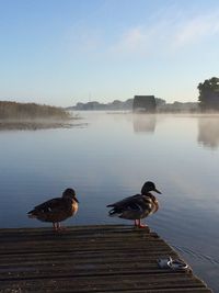 Mallard ducks on pier over river in foggy weather