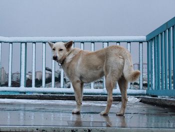 Side view of dog standing against railing
