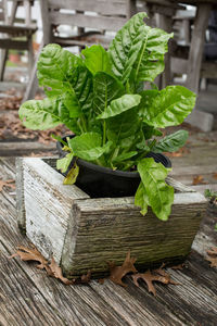 Close-up of vegetables in container