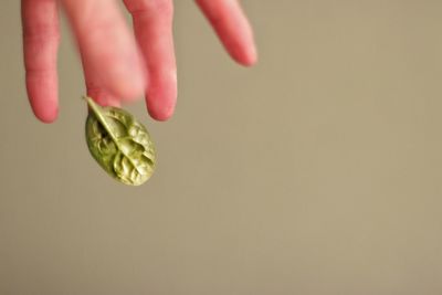 Cropped hand holding spinach leaf