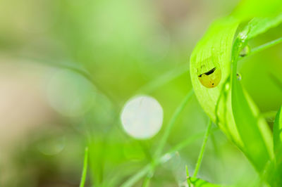 Close-up of green leaf