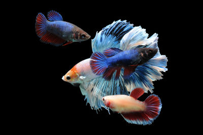 Close-up of fish swimming in sea