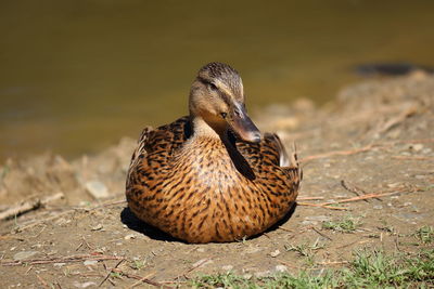 Close-up of female mallard duck resting on field