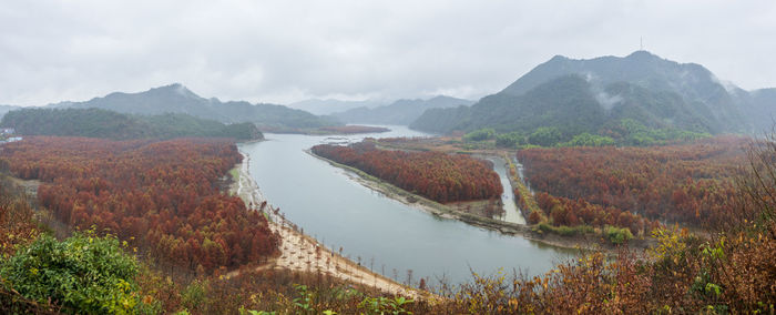 Mangrove forest, anhui, china