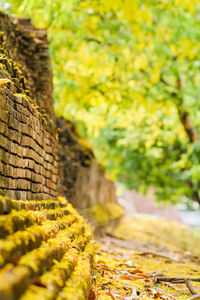 Close-up of yellow wall