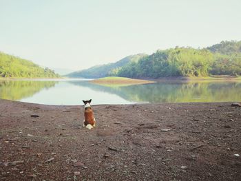 View of a horse in lake