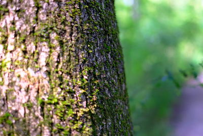 Close-up of moss growing on tree trunk